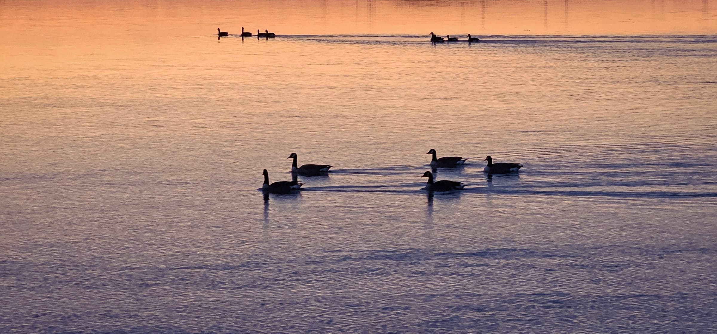A group of geese drifting on still water at dusk, silhouetted against the last color in the sky, Secaucus, New Jersey.
