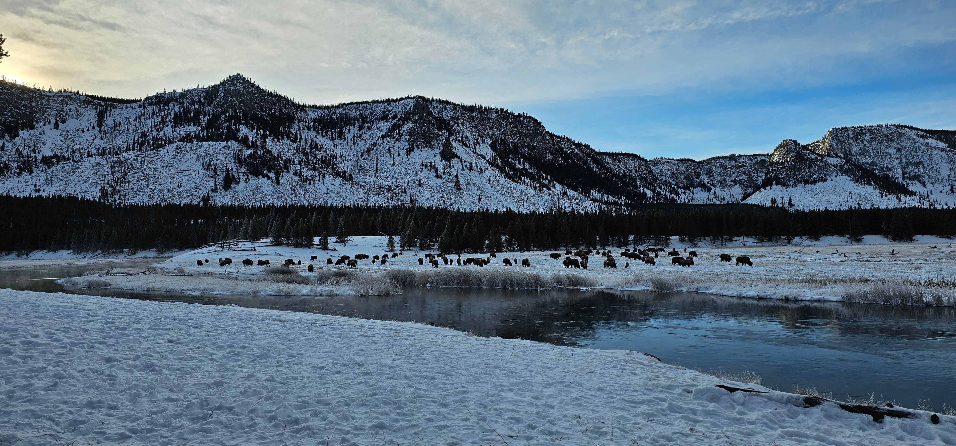 Bison grazing along a half-frozen river beneath snow-dusted peaks.